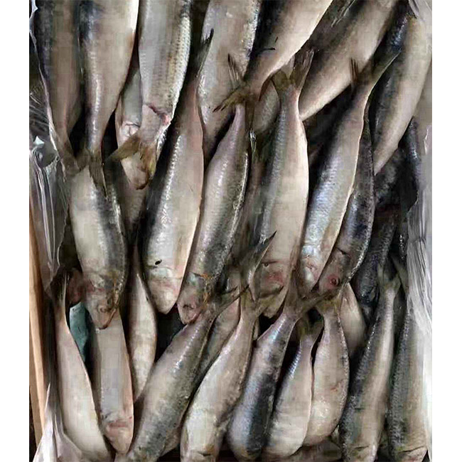 Sales New Harvest Pilchards 6-8 Pics Frozen Sardine Fish,china Price 