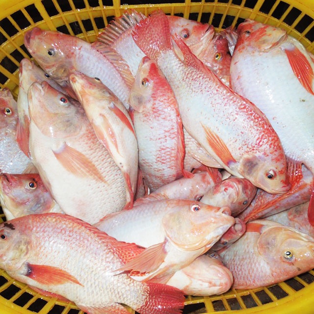 цены на рыбу тилапия