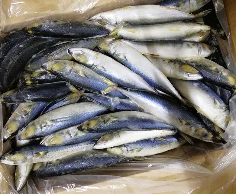 Дешевые Океанские Морепродукты Вся Круглая Тихоокеанская Рыба Скумбрия С Лучшей Ценой