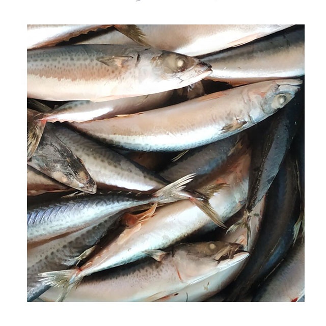 Best Price Frozen Pacific mackerel Scomber Japonicus for Canned,China price  supplier - 21food