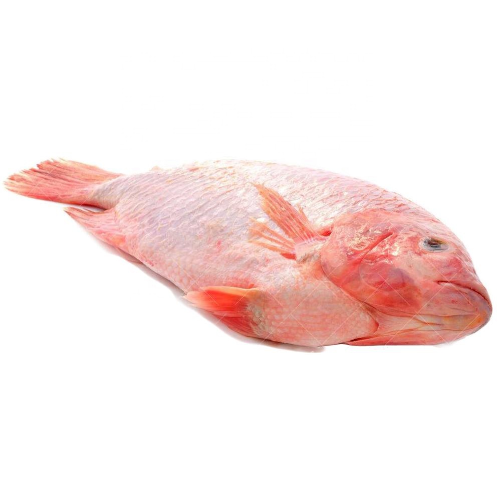 Frozen Red Tilapia Fish Farming Gutted Scaled China Price Supplier 21food