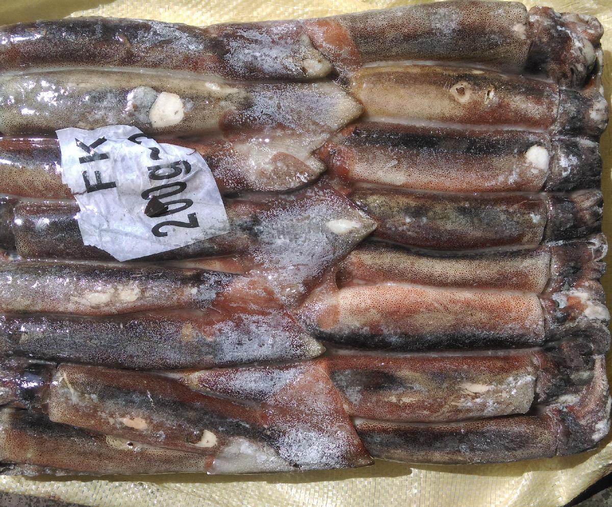 Best Sea Frozen Squid fishing Bait,China price supplier - 21food