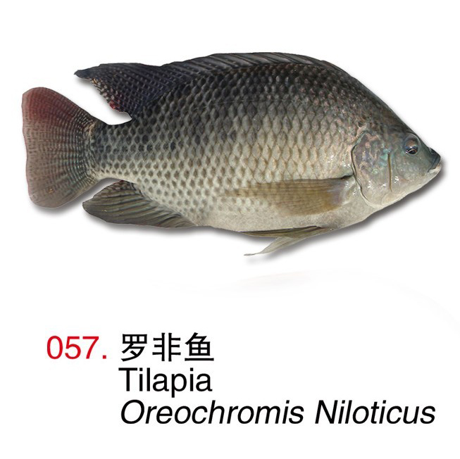 Frozen Moon Cut Tilapia Fish Companies,China price supplier - 21food