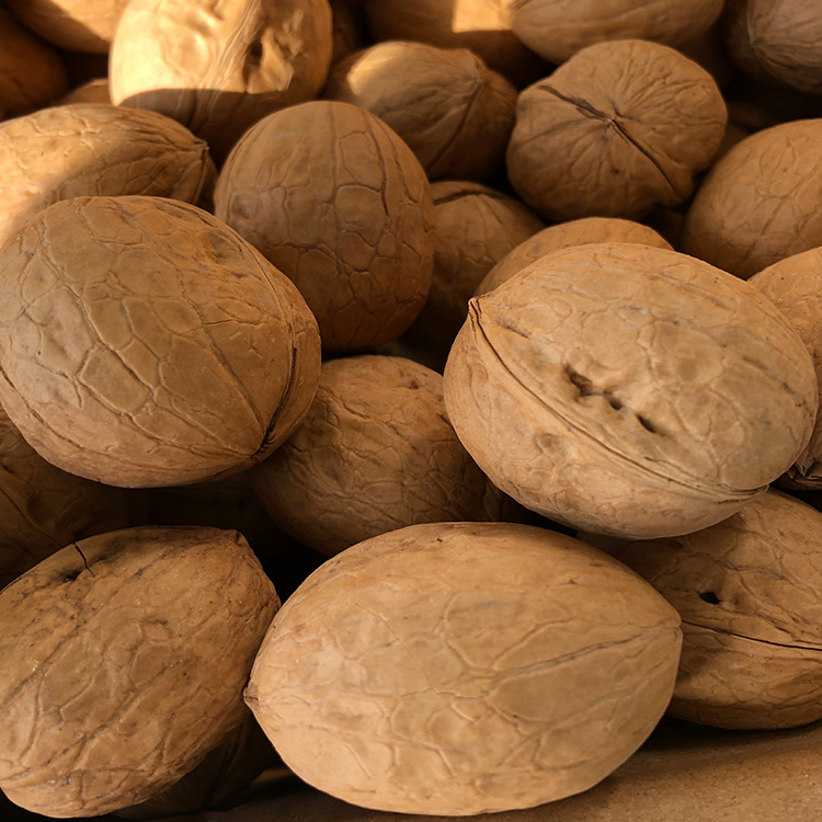 Walnuts Kernels from Chile,Halves,Quarters or Pieces,Extra Light color(BRC,HACCP,Halal,Kosher)