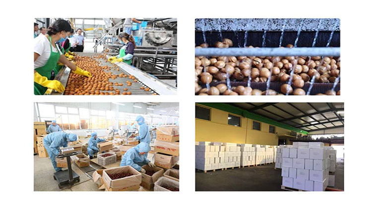 good color xinjiang fresh dried walnut and red date