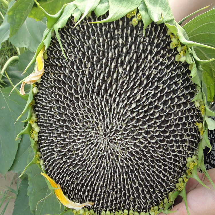 2019 high quality new crop pink price of  buyer sunflower seeds