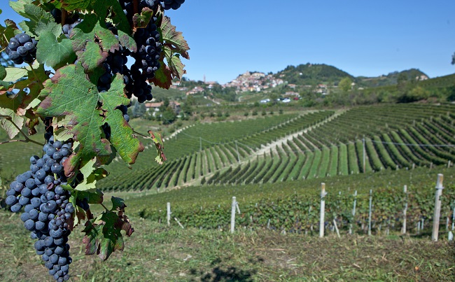 750 ml Barolo Bussia DOCG Red Wine Giuseppe Verdi Selection Italian Wine Made in Italy