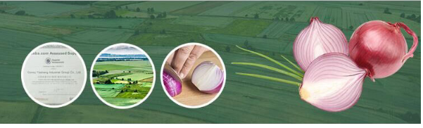 Top Grade Fresh Red Onion For Sale