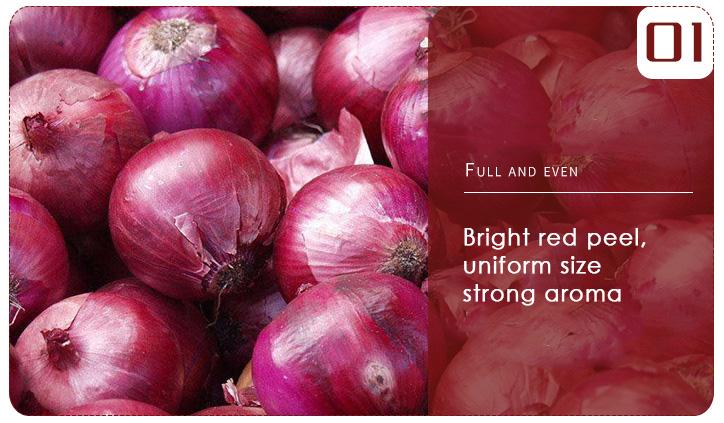 New crop fresh red onions bawang onion price ton