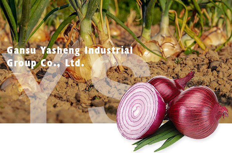 Wholesale fresh small size red onion per ton export price