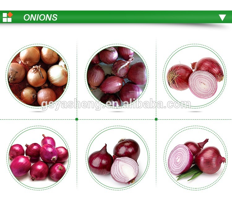 high quality China fresh red onion price