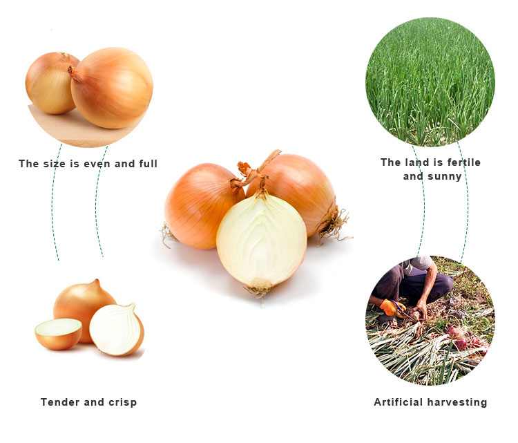 fresh onion and garlic with best price and fresh onion wholesale