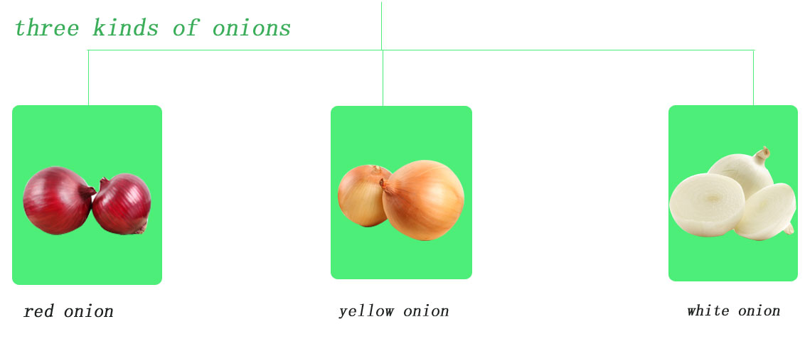 fresh onion and garlic with best price and fresh onion wholesale
