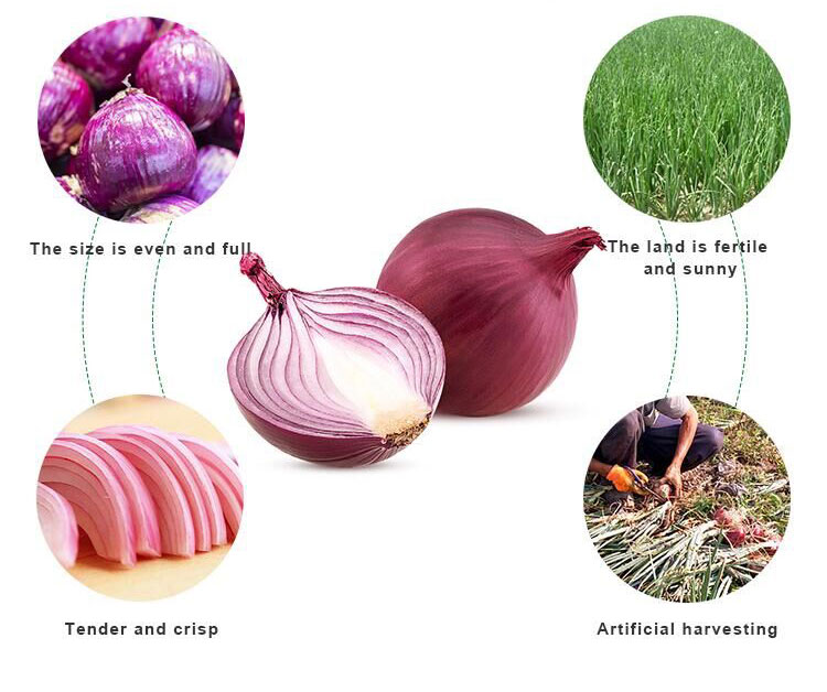 best onion fresh red onions