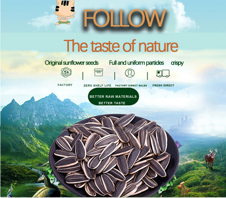 Market Price Export High Quality Large Size Sunflower Seed 601