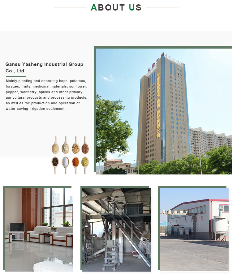 Market Price Export High Quality Large Size Sunflower Seed 601