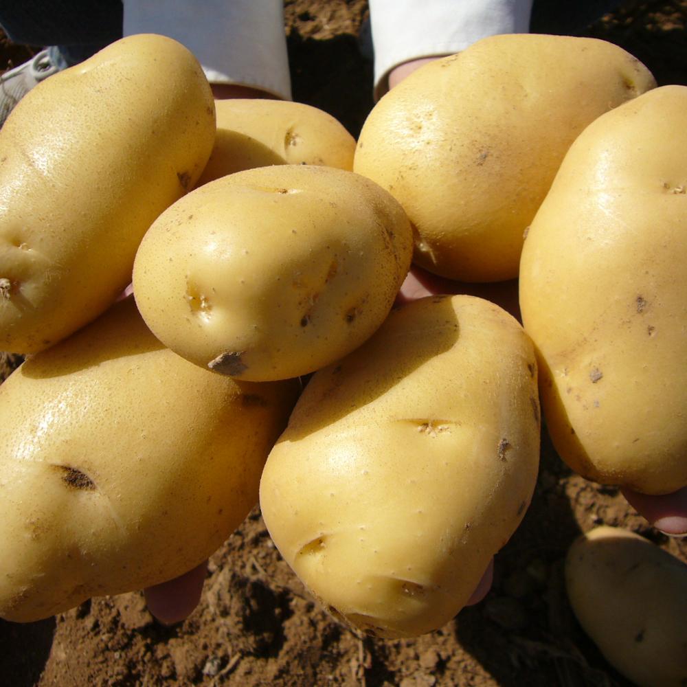 best yellow potatoes for fresh potato importers,China price supplier