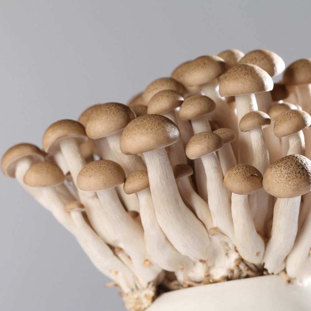Top Sale China Agricultural Product Shimeji Mushrooms Edible Mottled Fungi for Marketplace