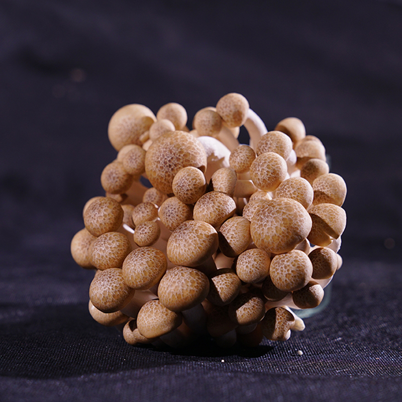 Top Sale China Agricultural Product Shimeji Mushrooms Edible Mottled Fungi for Marketplace