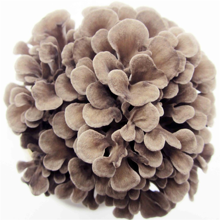 Professional Manufacturer Commercially Planting Maitake fungus Mushroom For Sale