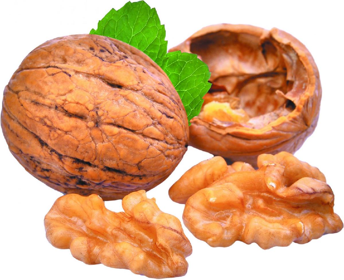 Organic Raw Walnuts in Shell Walnut Kernels Price