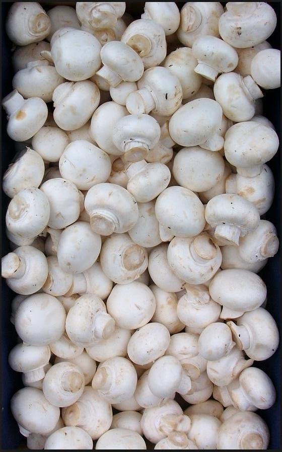 Shitake Shiitake AD Organic Dried Mushroom