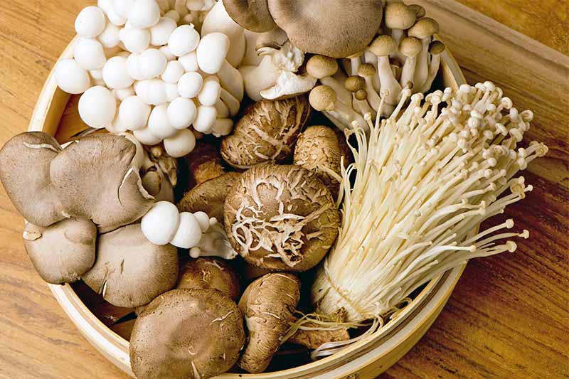 Shitake Shiitake AD Organic Dried Mushroom
