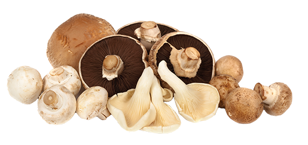 Washed White Back Dried Black Fungus Mushroom