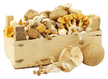 Washed White Back Dried Black Fungus Mushroom