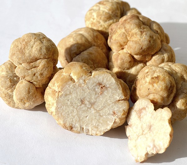 Fresh/Frozen/Dried wild truffles  black truffles