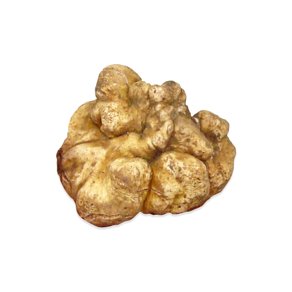Fresh Black and White truffle