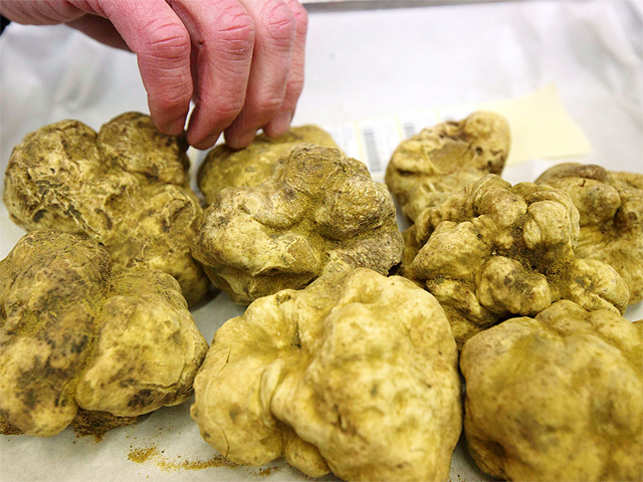 Wild Dried White Truffle Whole Prices