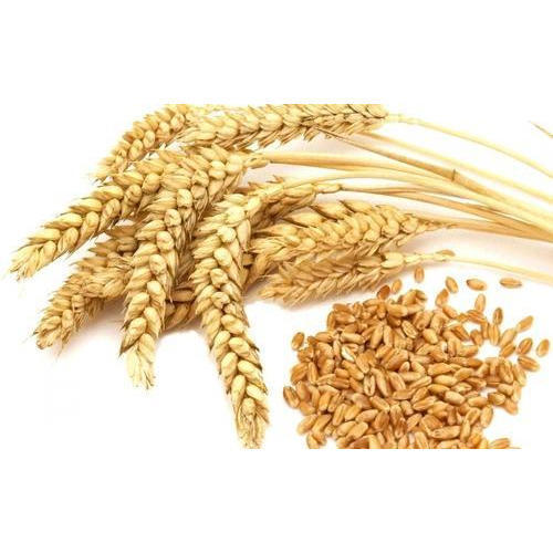 HIGHT QUALITY NUTRITION GRAIN PRICE PRODUCTS WHOLE SOFT MILLING WHEAT