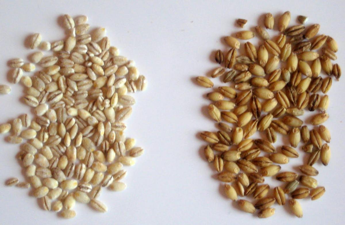 HIGHT QUALITY NUTRITION GRAIN PRICE PRODUCTS WHOLE SOFT MILLING WHEAT