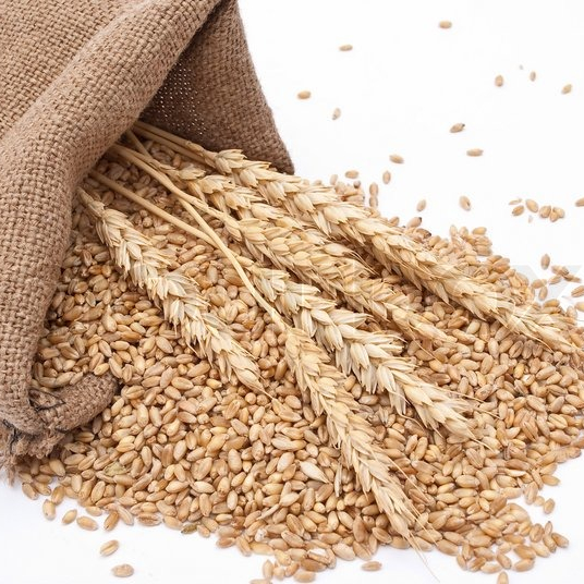 Durum Wheat,Thailand price supplier - 21food