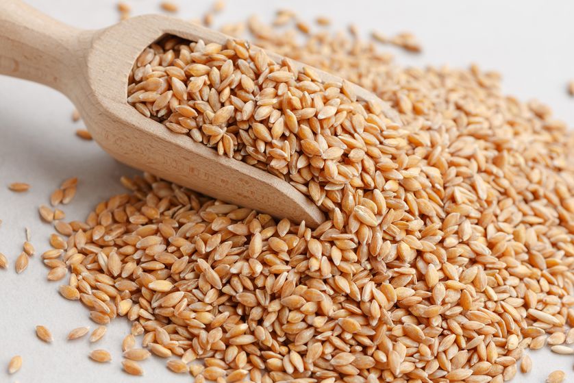 quality-durum-wheat-grade-1-thailand-price-supplier-21food