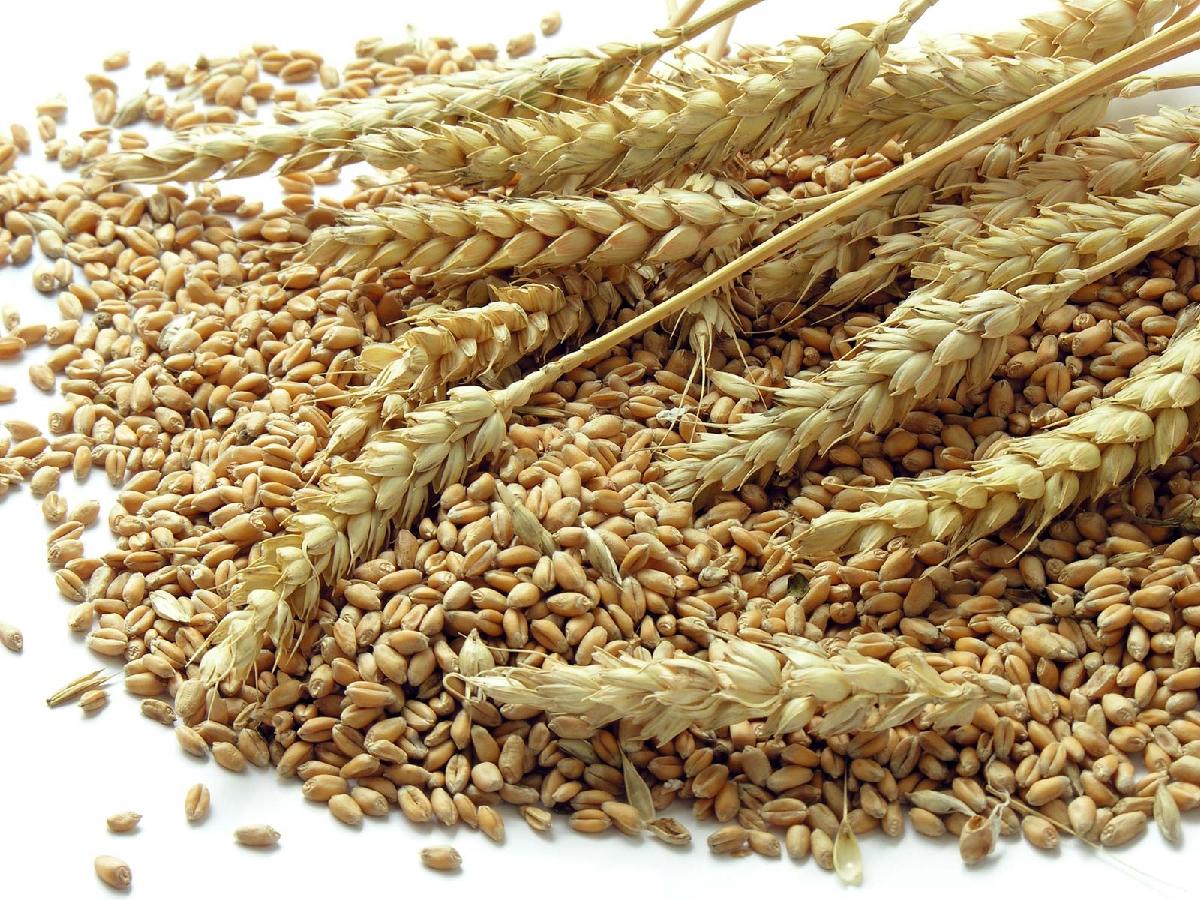 HACCP Quality Wheat / Durum Wheat / Milling Wheat