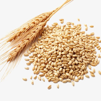 Durum Wheat Best Quality For Human Consumption and Animal feed,Thailand ...