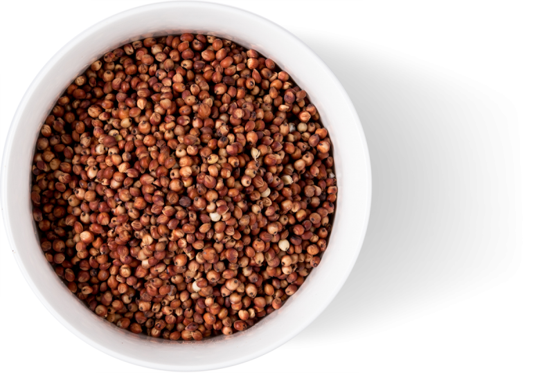 High Quality Low Price White  Sorghum  For Sale products 