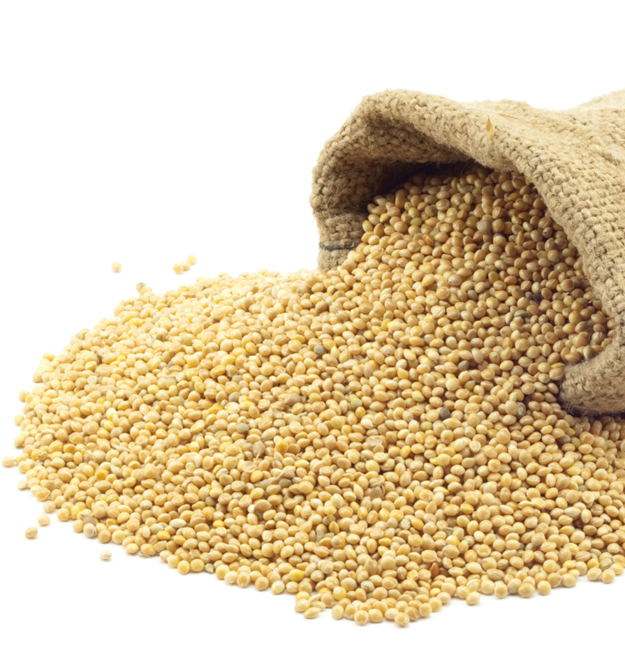 pearl millet seeds