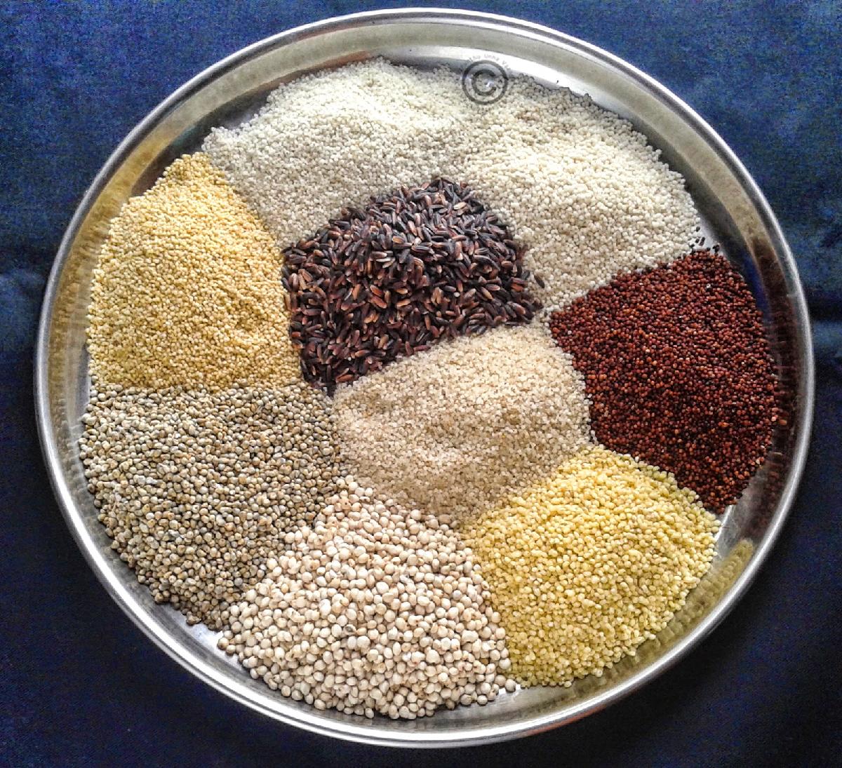 millet-plant-tips-growing-millets-as-grain-make-house-cool