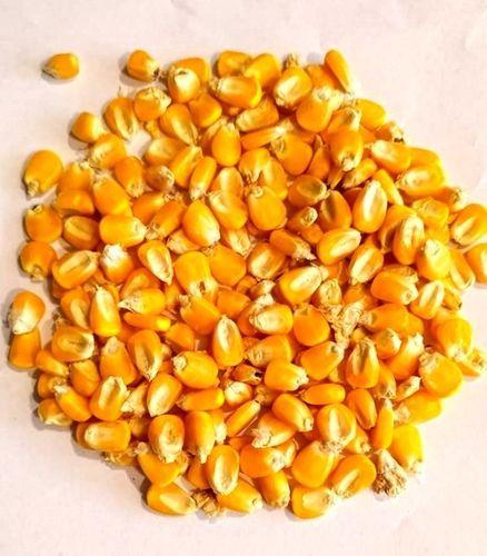 Super Quality Dried Style Product Yellow Maize / Corn For Animal Feed