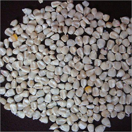 Super Quality Dried Style Product Yellow Maize / Corn For Animal Feed