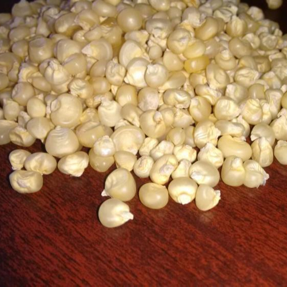 Super Quality Dried Style Product Yellow Maize / Corn For Animal Feed
