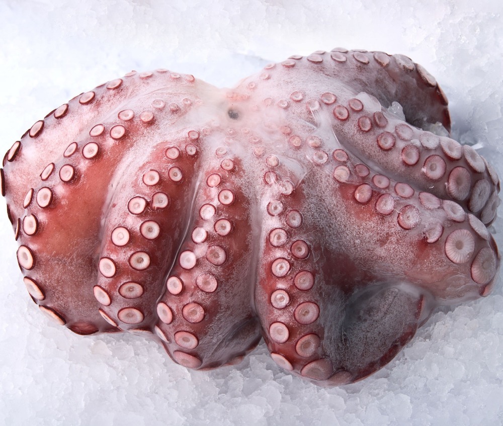 Best Deals Small octopus dried seafood raw small octopus for sale baby octopus