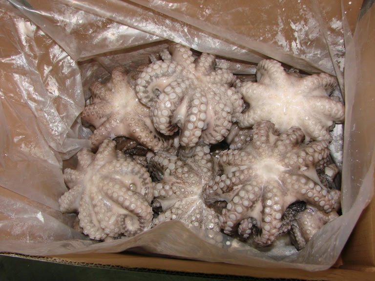 Best Deals Small octopus dried seafood raw small octopus for sale baby octopus