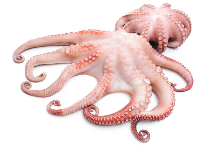 Best Deals Small octopus dried seafood raw small octopus for sale baby octopus