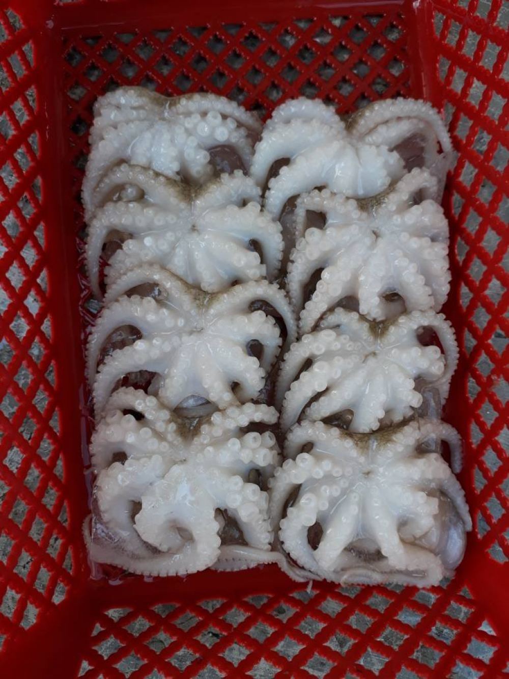 Best Deals Small octopus dried seafood raw small octopus for sale baby octopus