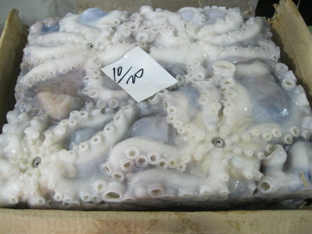 Best Deals Small octopus dried seafood raw small octopus for sale baby octopus