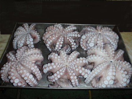 Best Deals Small octopus dried seafood raw small octopus for sale baby octopus